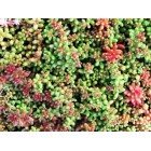 Sedum Album Coral Carpet 